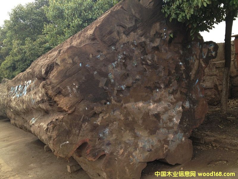 巴花的詳細介紹