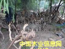 崖柏 的詳細(xì)介紹