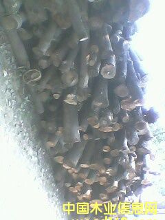 �����Aľ��Ԕ��(x��)��B