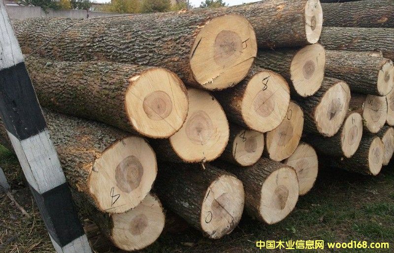 楓木原木的詳細(xì)介紹