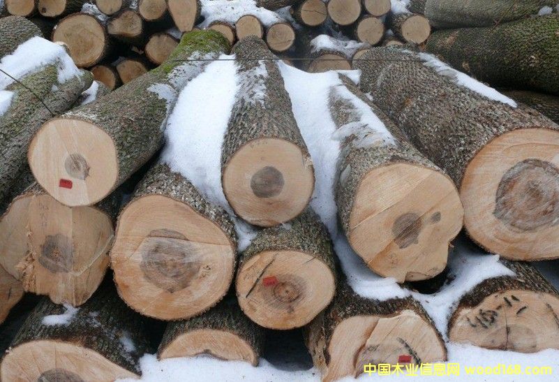 楓木原木的詳細(xì)介紹