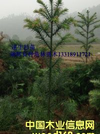 �c(di��n)���鿴��������ɼ��Ŵ�DƬ