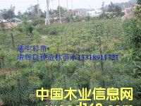 �c(di��n)���鿴�������N����ɼ��Ŵ�DƬ