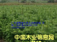 �c(di��n)���鿴���Nɼ��Ŵ�DƬ