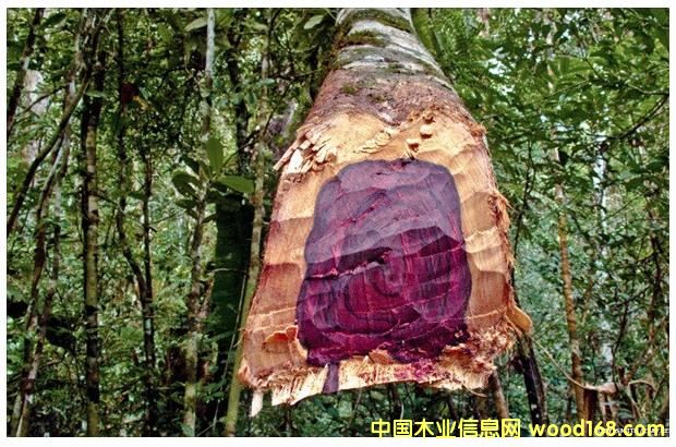 �c(di��n)���鿴�S̴��(sh��)ľ�Ŵ�DƬ