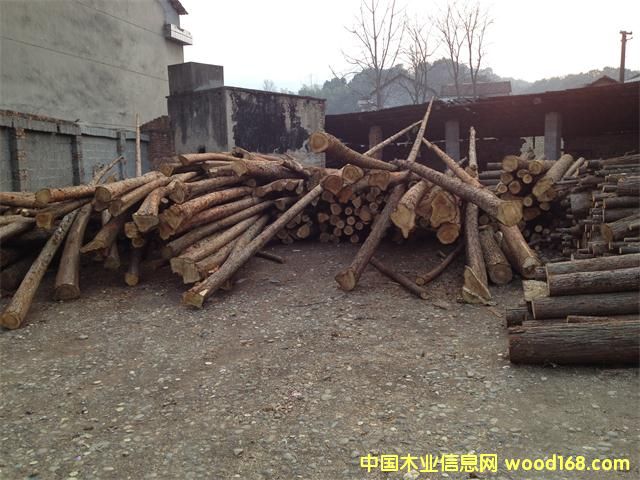 杉木的詳細(xì)介紹