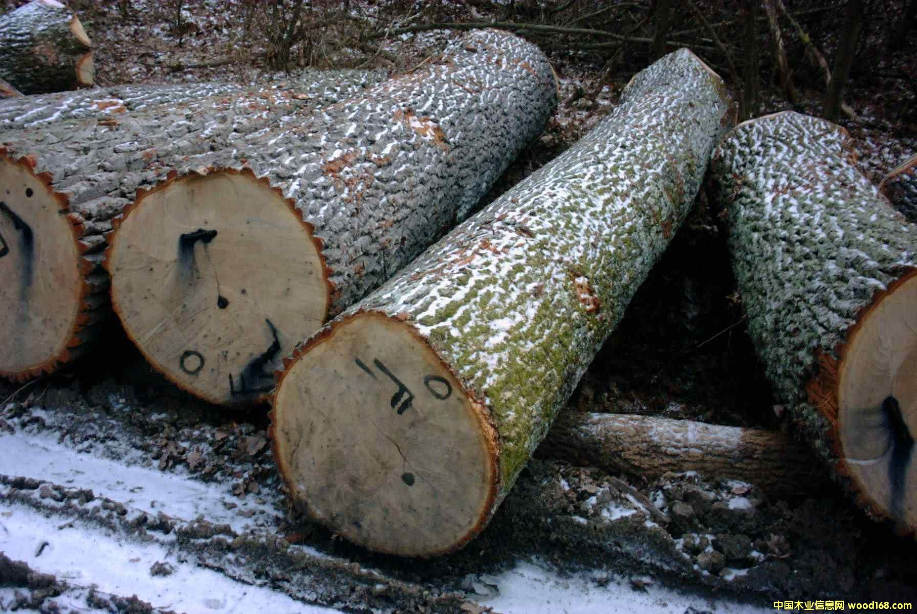 歐洲白橡 原木 歐洲白橡 原木
