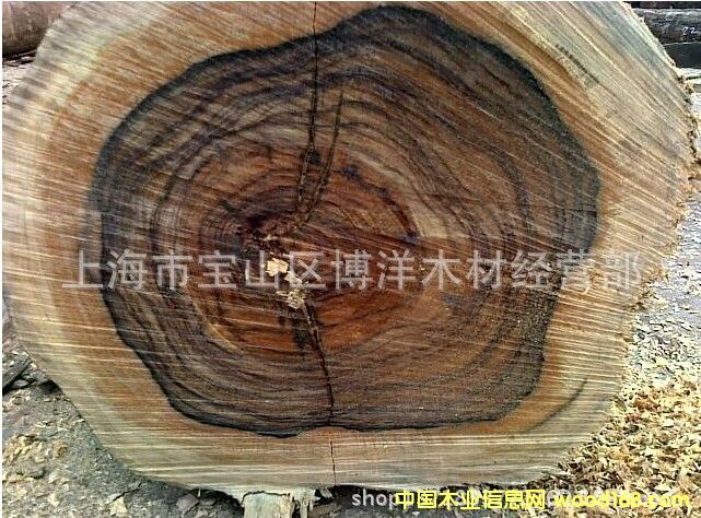 ��������֦���������Fľ��