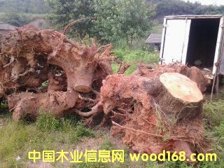 ����ľ�䶵��Ԕ����B