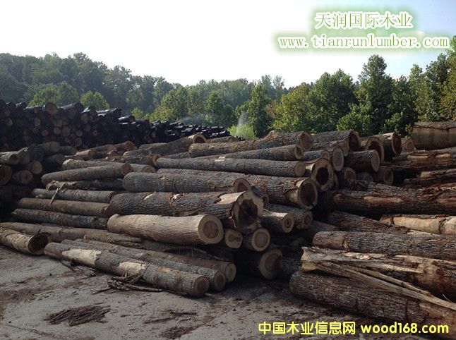 ԭľ����--׌�҂���ʰ��@ľ������