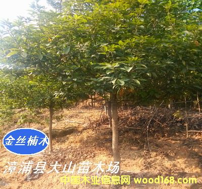 [��] ���ľN�磨�}����E���С�~���������ٻ�����t骣�