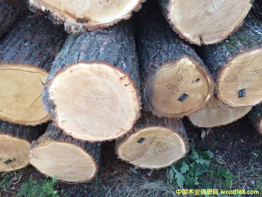 ����ԭľ��Ԕ��(x��)��B