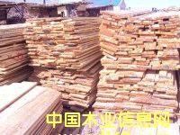 樟子松的詳細(xì)介紹