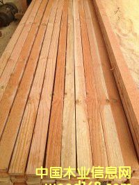 花旗松的詳細(xì)介紹