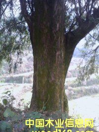 �tDOUɼ��Ԕ��(x��)��B