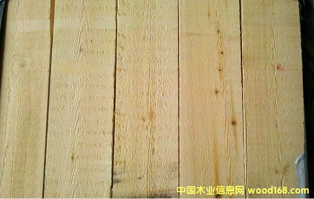 樟子松的詳細介紹