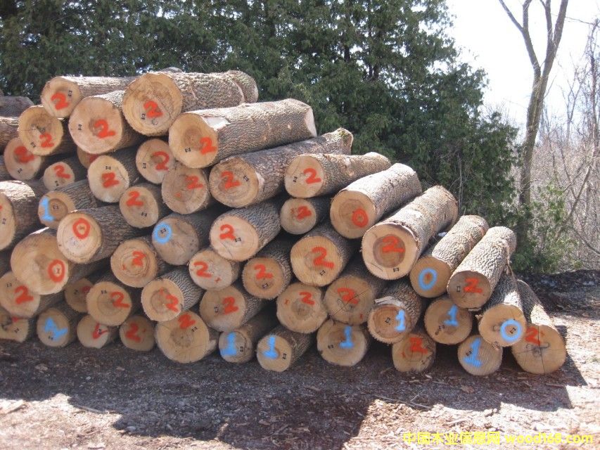 ������Ϟ?z��i)�ԭľ��Ԕ����B