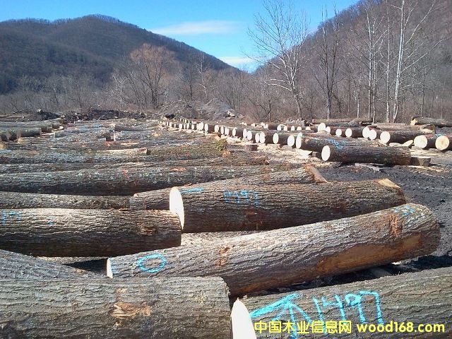 �����t��ľԭľ��Ԕ����B