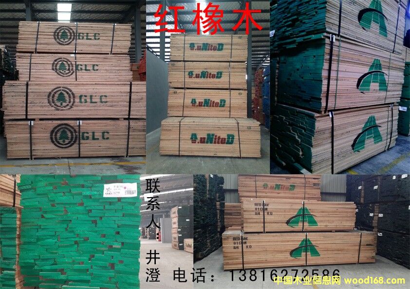 紅橡的詳細(xì)介紹