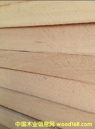 歐洲櫸木的詳細(xì)介紹