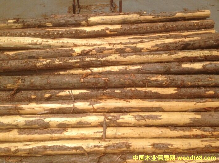 ��ɼԭľ��Ԕ��(x��)��B