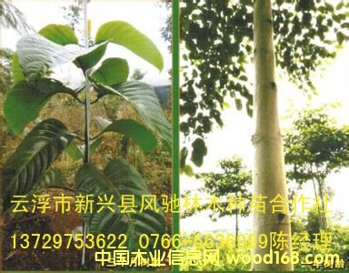 �c(di��n)���鿴�S��ľ �F(tu��n)���� �Ŵ�DƬ