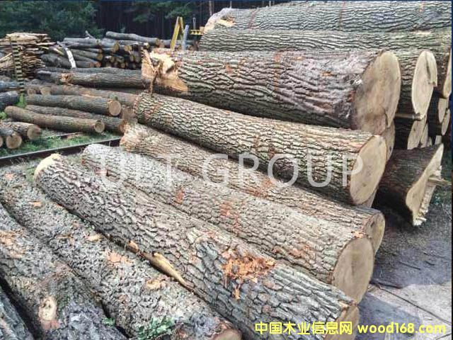 白橡原木的詳細(xì)介紹