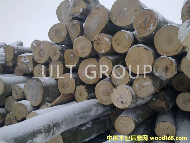 櫸木原木的詳細(xì)介紹