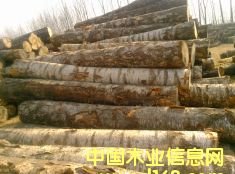 �c���鿴��ľԭľ�Ŵ�DƬ