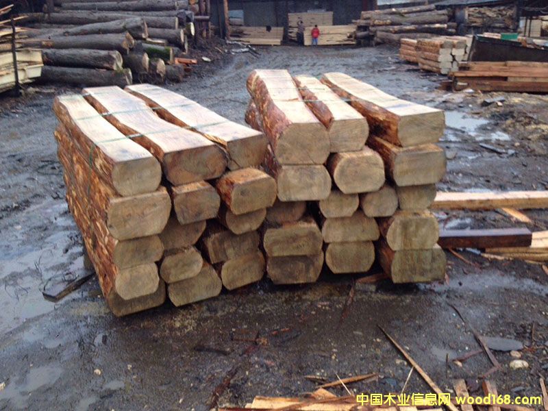 ���_˹�M(j��n)����ľ