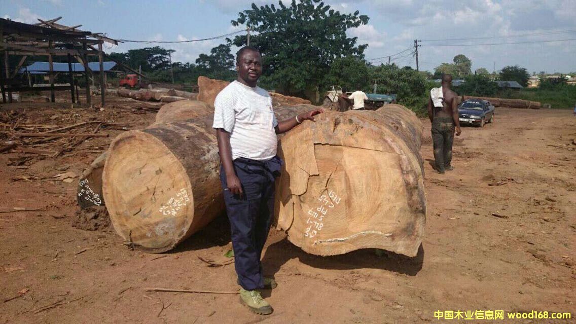 尼日利亞圓盤豆 尼日利亞圓盤豆