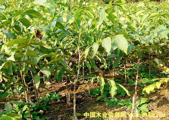 �c(di��n)���鿴������Ҽ޽���Ŵ�DƬ