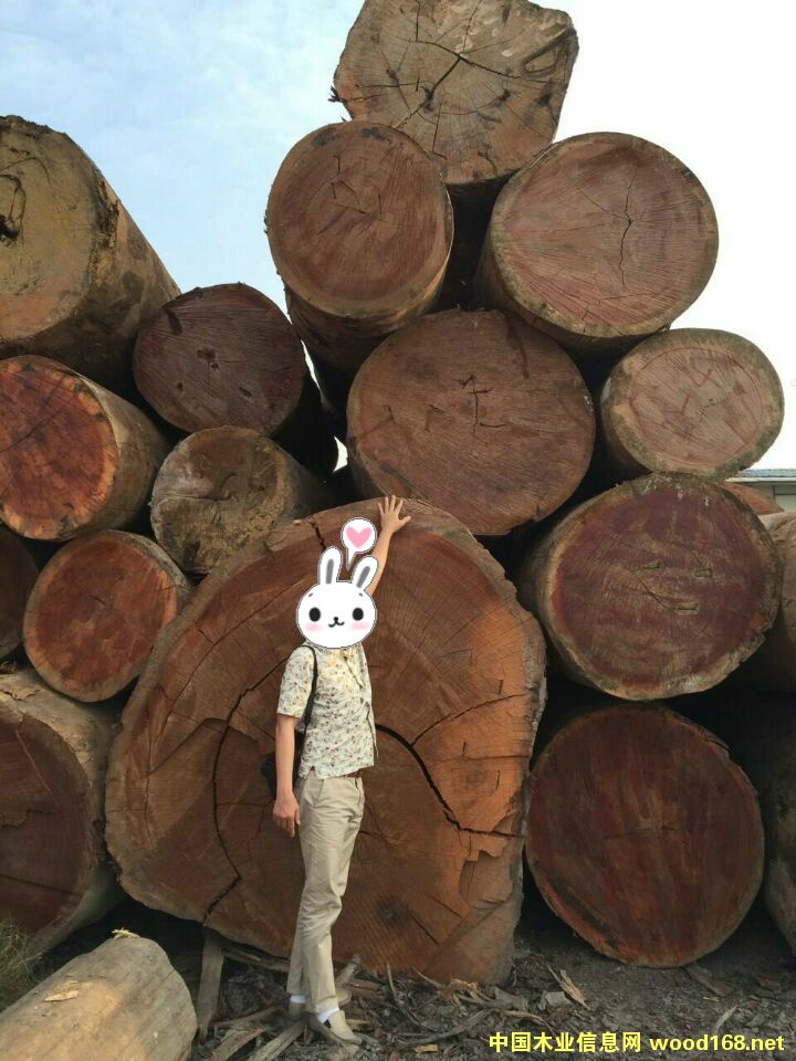 ɳ����ԭľ��Ԕ��(x��)��B