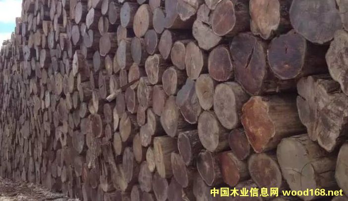 緬甸柚木的詳細(xì)介紹