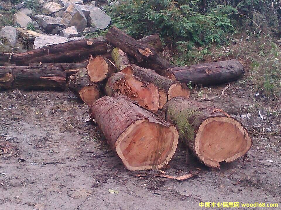 柏木的詳細介紹