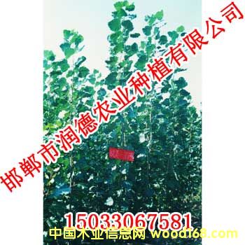 �c���鿴107��Ŵ�DƬ