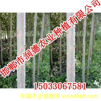 �c���鿴�����Ŵ�DƬ