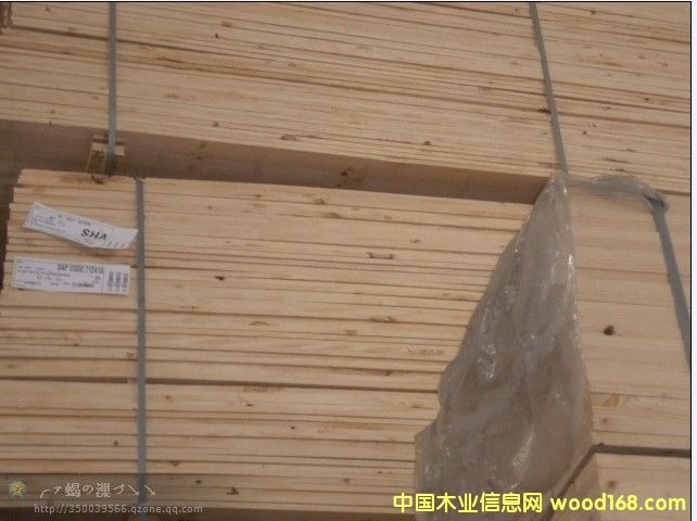 輻射松的詳細介紹