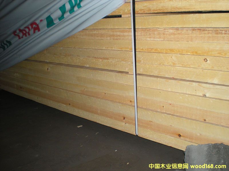 樟子松的詳細介紹