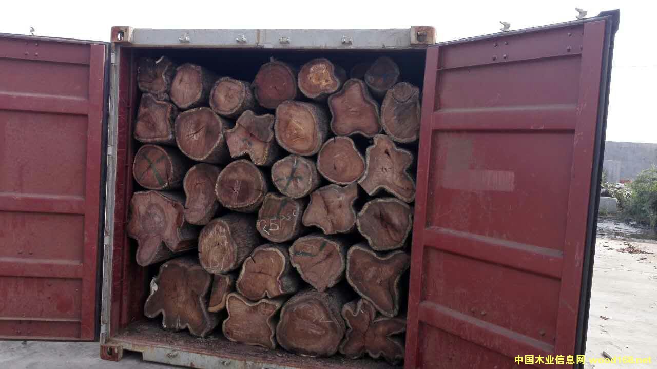 刺猬紫檀的詳細(xì)介紹