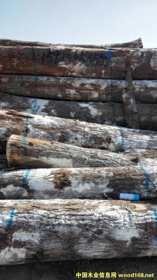 紅橡的詳細(xì)介紹