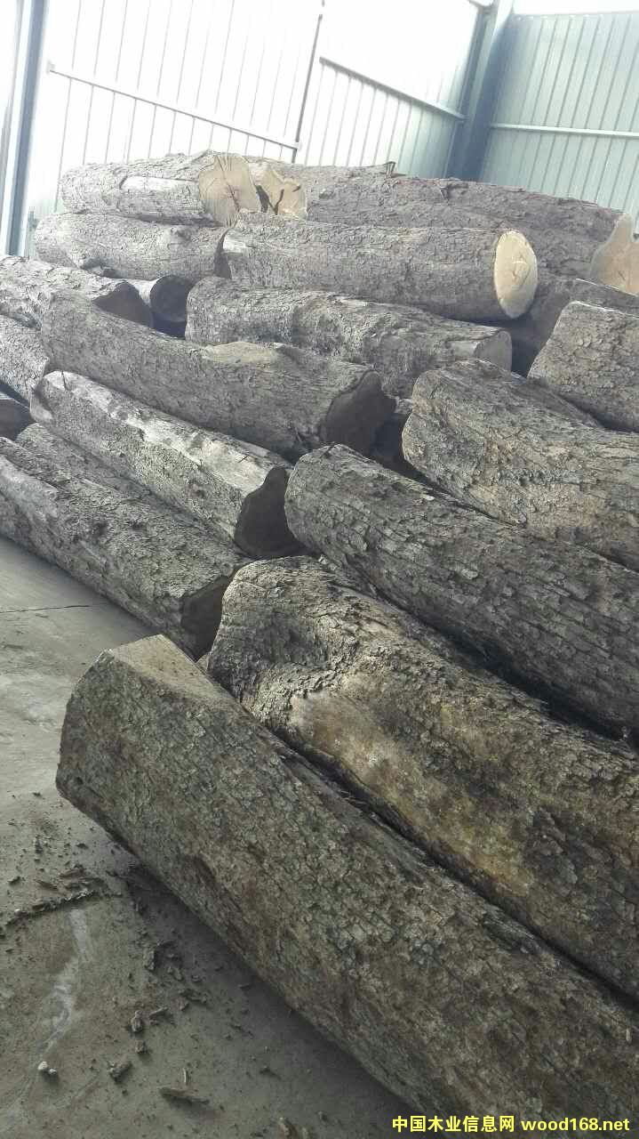 刺猬紫檀的詳細(xì)介紹