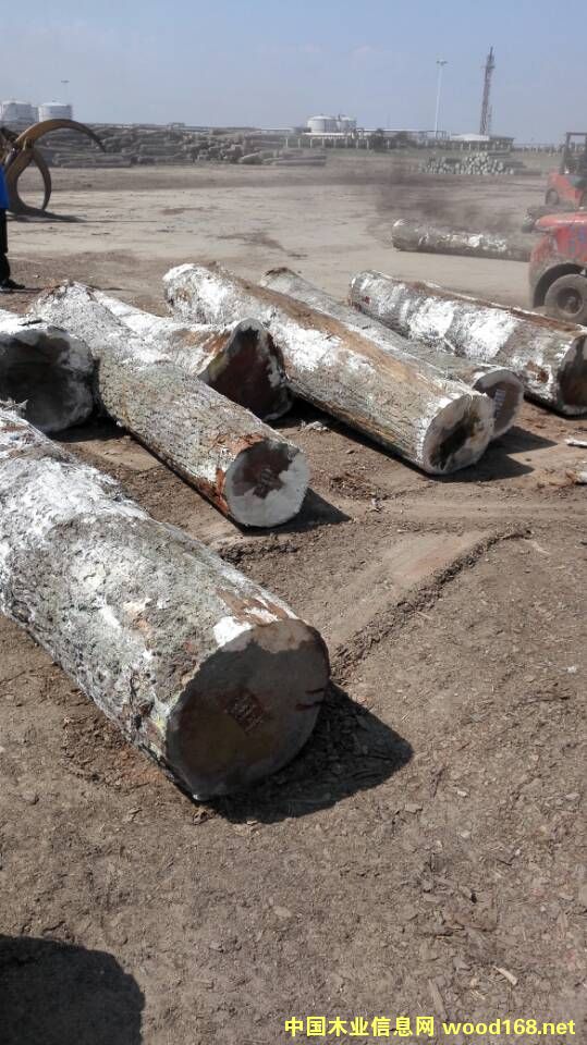 紅橡的詳細(xì)介紹