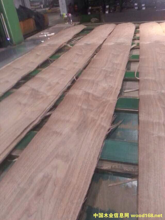 �ں��ҵذ�ľƤ��Ԕ��(x��)��B