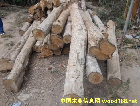 ������ľ��Ԕ����B