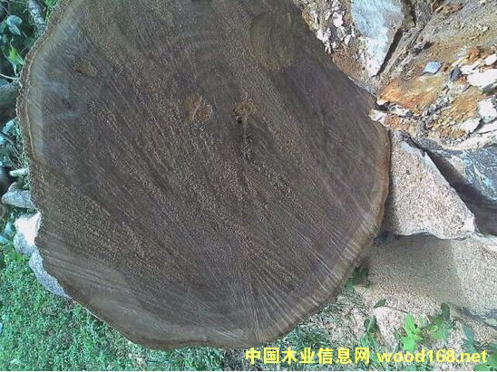 ʯ��ľ��Ԕ����B