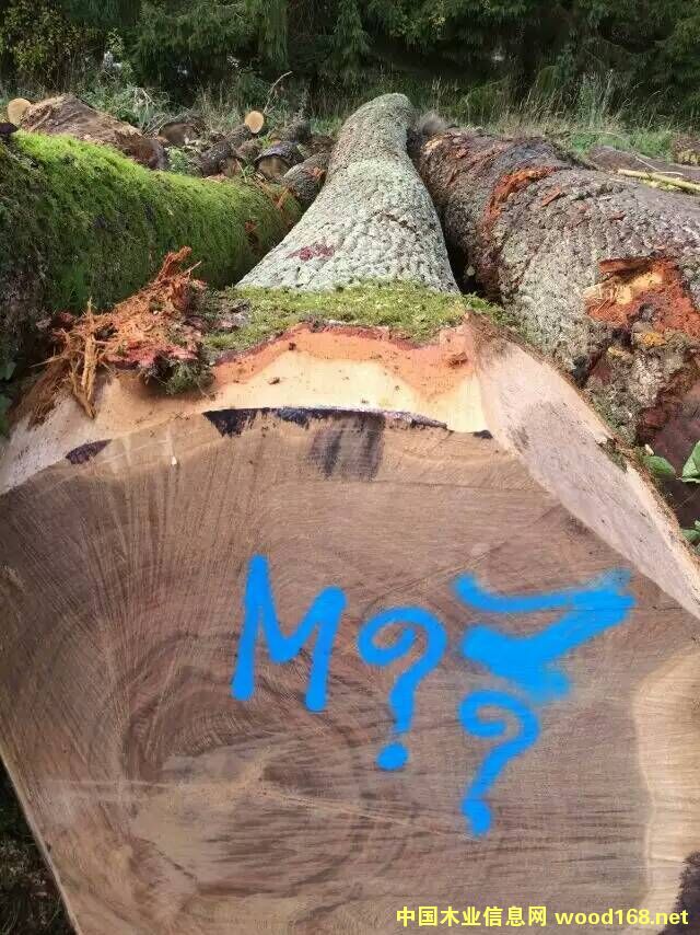 ��������ԭľ���̵�Ԕ��(x��)��B