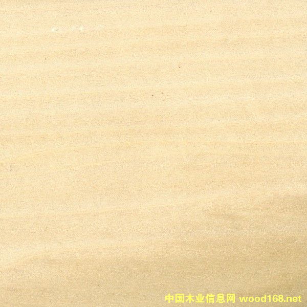 黃楊的詳細(xì)介紹