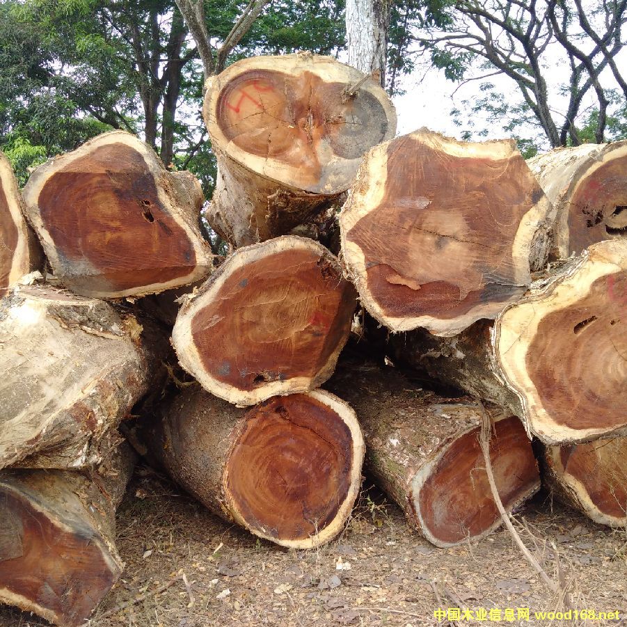 ��������ľ����ľ������ľ��