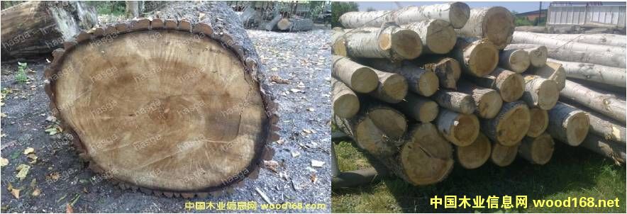 白楊原木 白楊原木